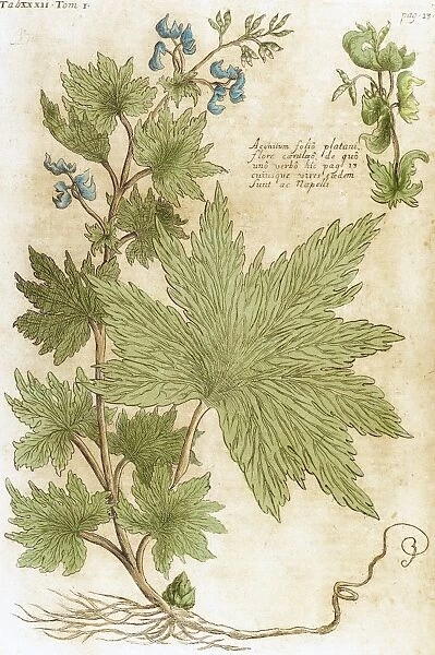 Aconitum. Seventeenth-century engraving in Bibliotheca Phar