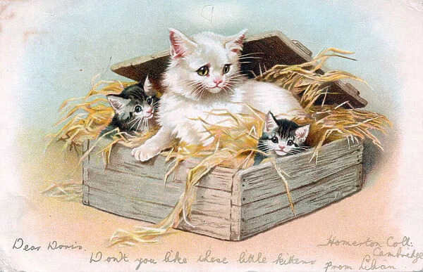 Cat and two kittens on a greetings postcard