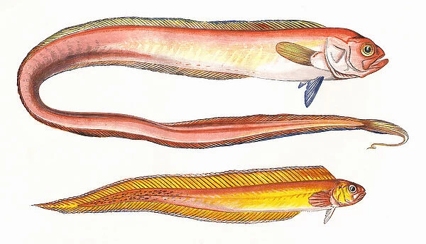 Cepola macrophthalma, or Red Bandfish