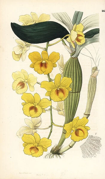 Golden-arch dendrobium, Dendrobium chrysotoxum