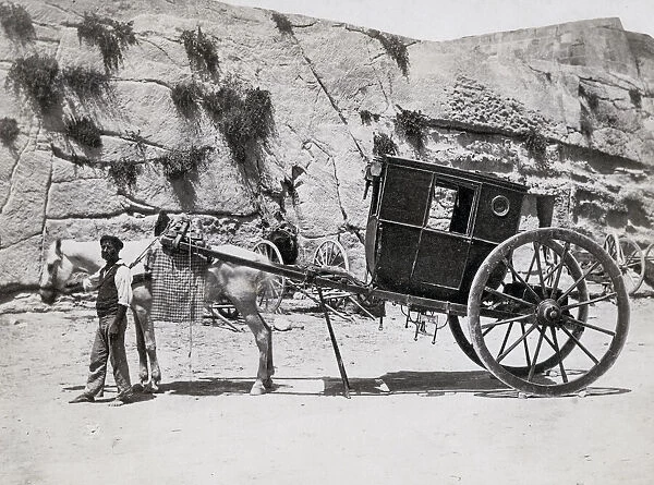 A horse drawn carriage in Malta, a calesse