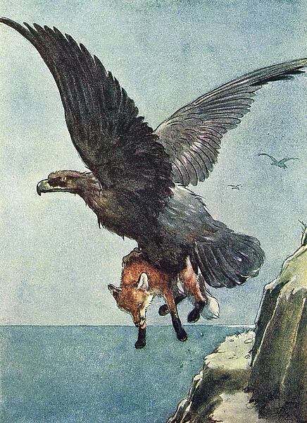 Illustration, White-Ear and a large eagle