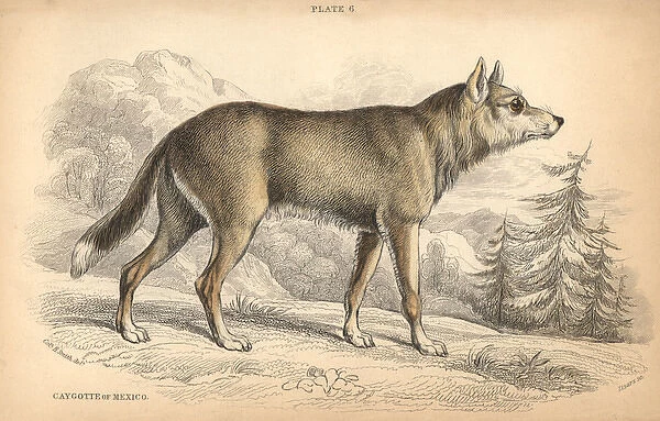 Mexican coyote, Canis latrans cagottis