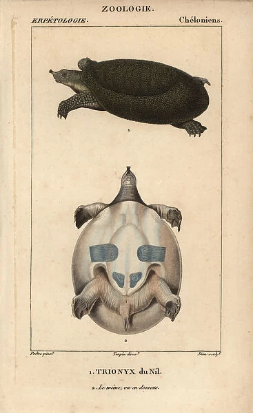 Nile soft-shelled turtle, Trionyx triunguis