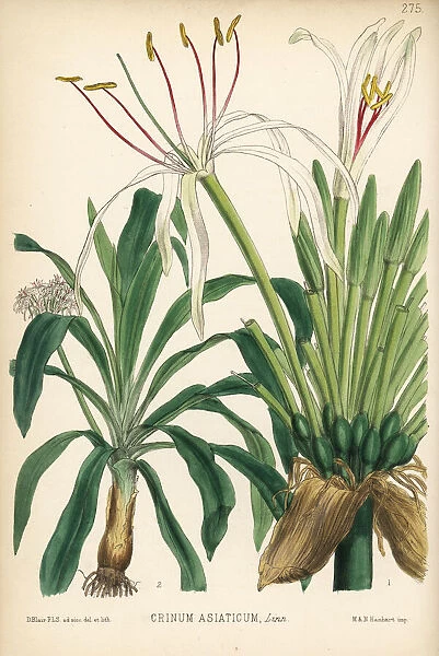 Poison bulb, Crinum asiaticum