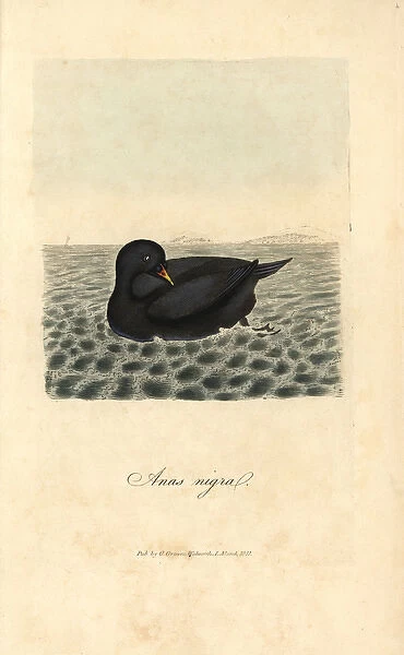 Scoter, black diver, Anas nigra, Melanitta nigra