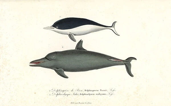 Southern right whale dolphin and pantropical spotted dolphin