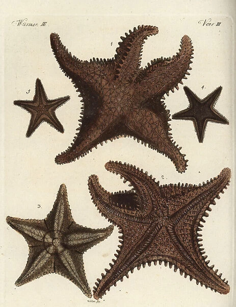 Starfish or sea star