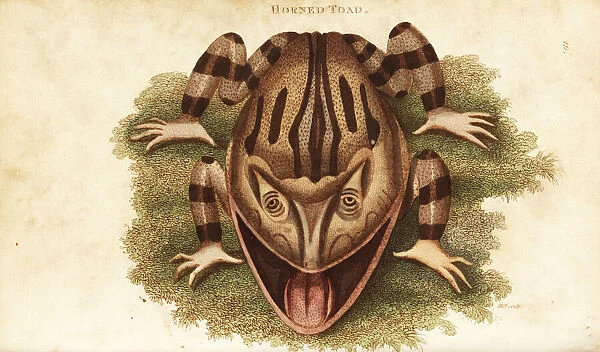 Surinam horned frog, Ceratophrys cornuta