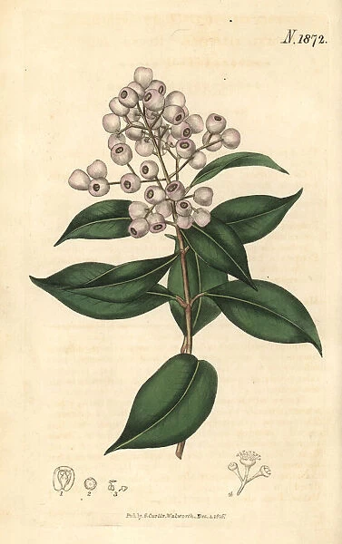 Syzygium smithii