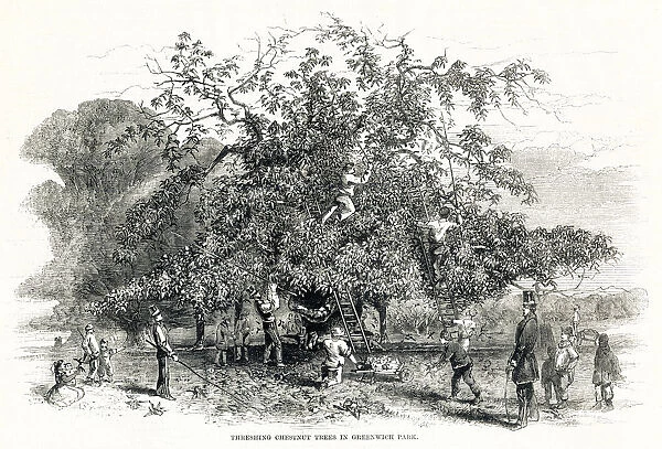 Threshing chestnuts trees in Greenwich Park 1857