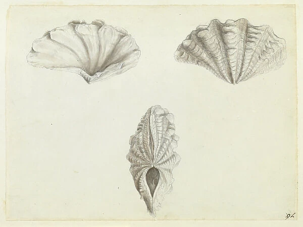 Tridacna maxima R�g, 1798, giant clam