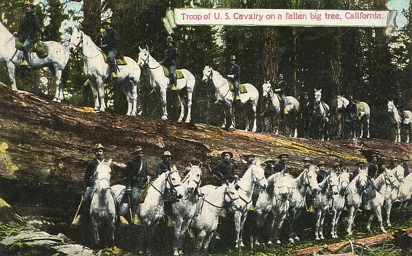 Troop of the US cavalry on a fallen big tree, in California