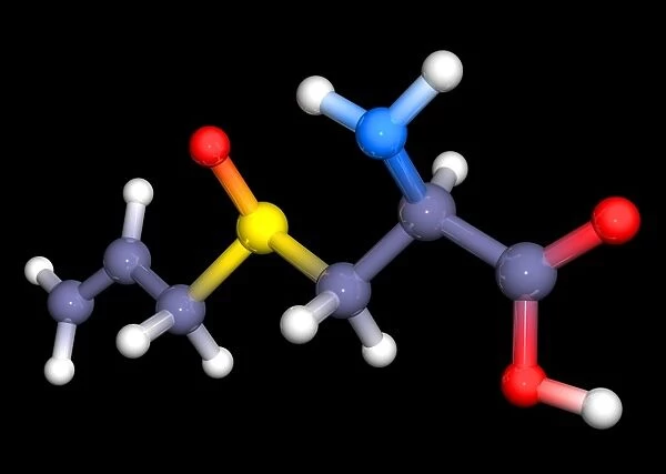 Alliin molecule