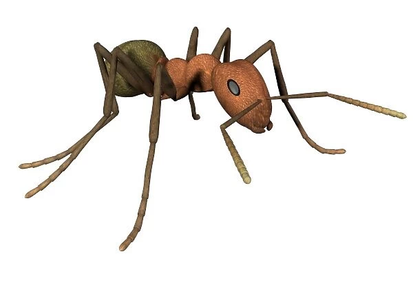Ant, artwork