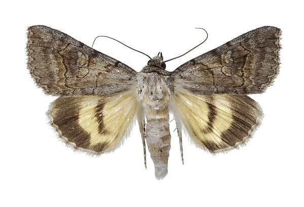 Catocala mariana moth C016  /  2104
