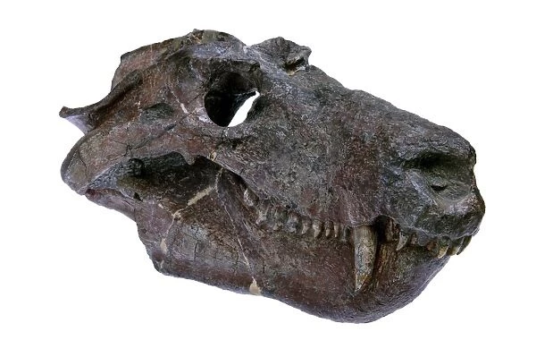 Cynognathus synapsid skull fossil C016  /  6147