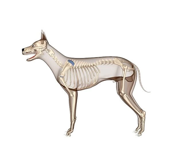 Dog anatomy, artwork