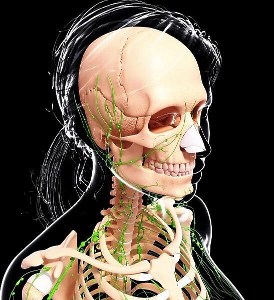 Female anatomy, artwork F007  /  3773