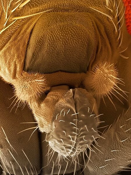 Fruit fly proboscis, SEM