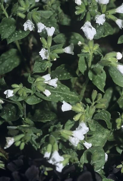 Lungwort Sissinghurst White flowers