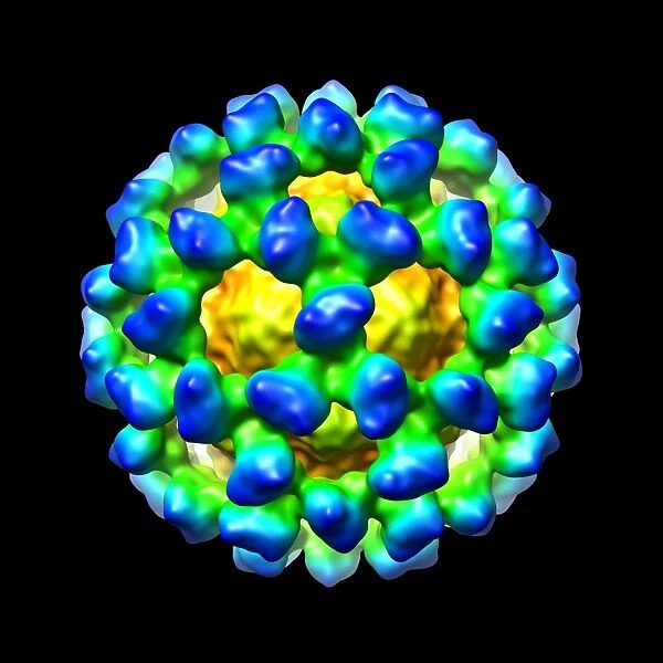 Murine norovirus, computer model