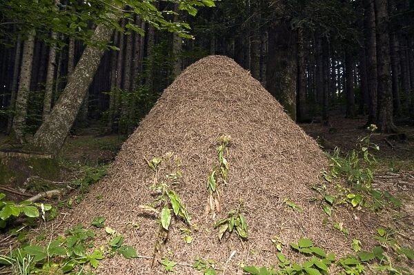 Southern wood ant nest