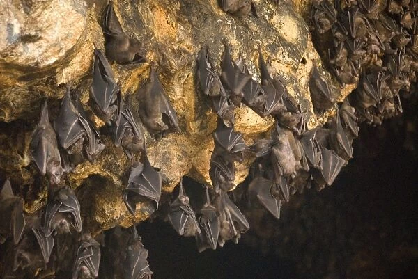 Bats on roof of cave chamber inside Purah Goa Lawah, Hindu Bat Temple cave, eastern Bali, Indonesia, Southeast Asia, Asia