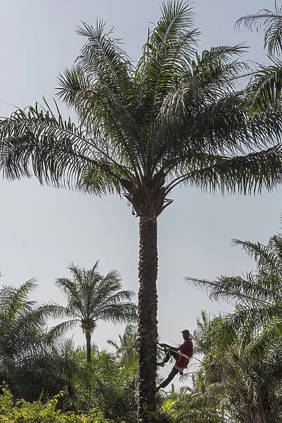 Africa, Guinea Bissau. Bijagos Islands. Climbing a palm tree to collect palm wine
