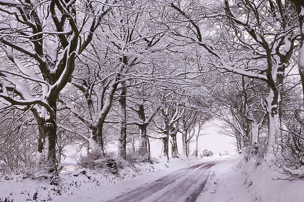 Tree lined country lane laden with snow, Exmoor, Somerset, England. Winter
