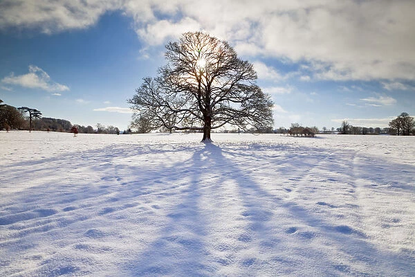 Tree in Winter, Melbury Deer Park, Dorset, England