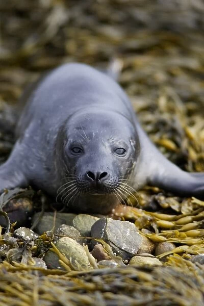 A Common Seal pup (Phoca vitulina) resting on seaweed covered shingle, North Kessock, Scotland