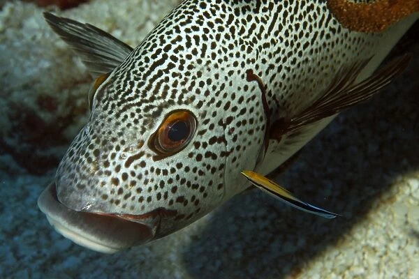 Dotted sweetlips, Plectorhinchus picus, being cleaned by bluestreak cleaner wrasse, Labroides dimidiatus, Namu atoll, Marshall Islands (N. Pacific)