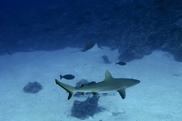 Gray reef shark, Carcharhinus amblyrhynchos, and spotted eagle ray, Aetobatus narinari, Namu atoll, Marshall Islands (N. Pacific)