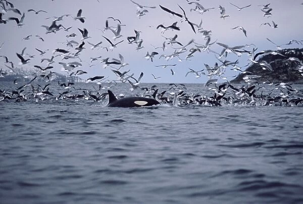 Killer whale (Orcinus orca) surfacing near a shoal of herring also being attacked by numerous gulls. Tysfjord, northern Norway