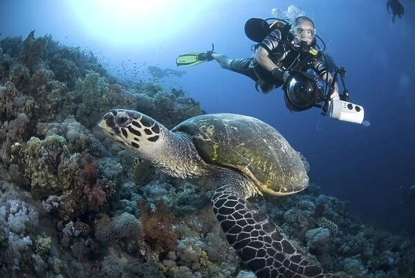 Underwater Photographer and Green Turtle (Chelonia mydas) on Red Sea coral reef, Red Sea