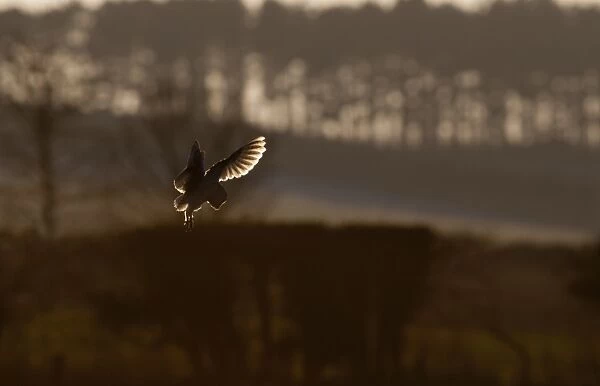 Barn Owl (Tyto alba) adult, in flight, hunting at dusk, North Norfolk, England, january