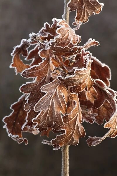 Sessile Oak (Quercus petraea) close-up of frost covered retained leaves on young oak, Powys, Wales, January