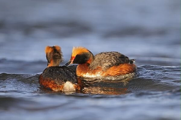 Slavonian Grebe (Podiceps auritus) adult pair, breeding plumage, swimming together, Iceland, June