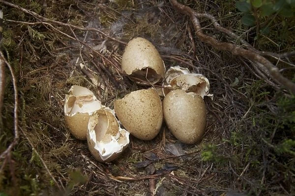 Western Capercaillie (Tetrao urogallus) freshly hatched eggs in nest, Cairngorms N. P. Highlands, Scotland