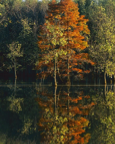 USA, Missouri, Stoddard County, Otter Slough Natural Area, Baldcypress and Water Tupelo
