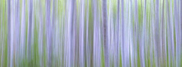 USA, Washington State, Seabeck. Panoramic abstract of alder grove