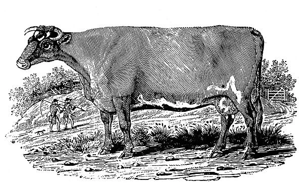 CATTLE. The improved Holstein or Dutch breed. Wood engraving, 1790, by Thomas Bewick
