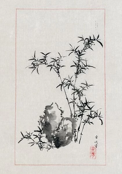 A Japanese drawing of bamboo and rocks in a garden. Drawing by Settei Haswgawa, 1878