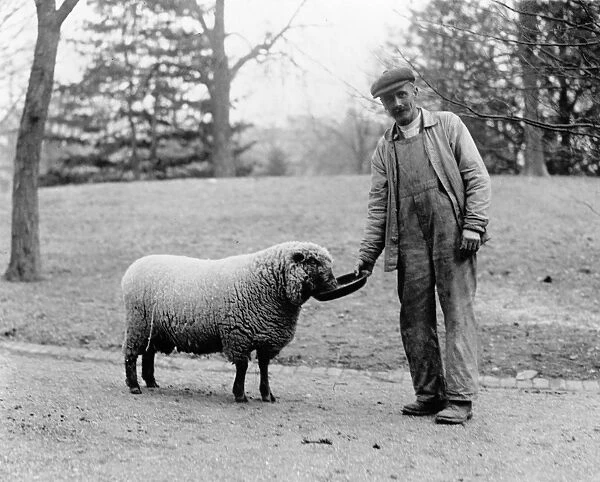 Man feeding a sheep, which were kept on the White House lawn while Woodrow Wilson was in office, 1913-1921