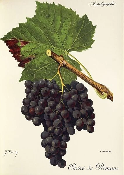 Cirene de Romans grape, illustration by J. Troncy
