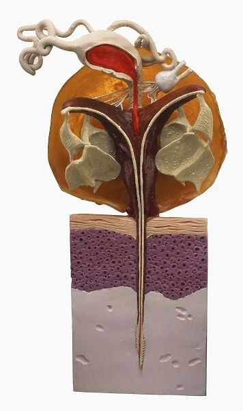 Cross section model of bee sting left in human skin