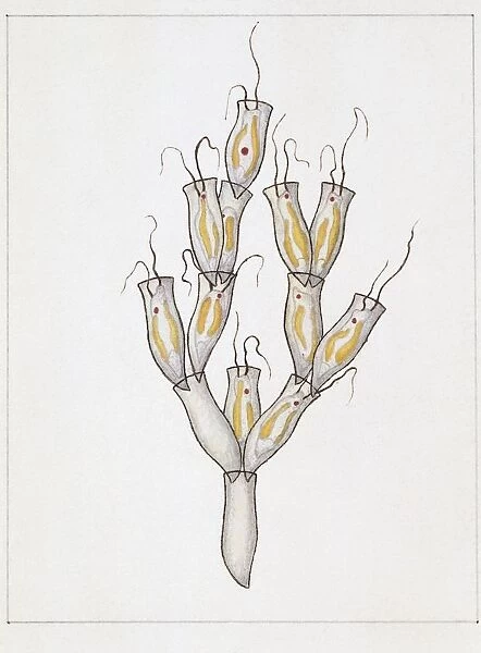 Dinobryaceae, illustration