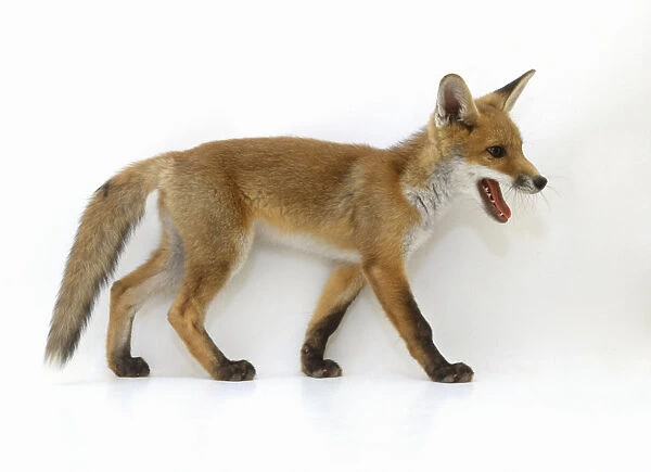 Gaping Red Fox (Vulpes vulpes), side view