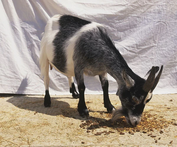 Goat eating pellets from floor, front view